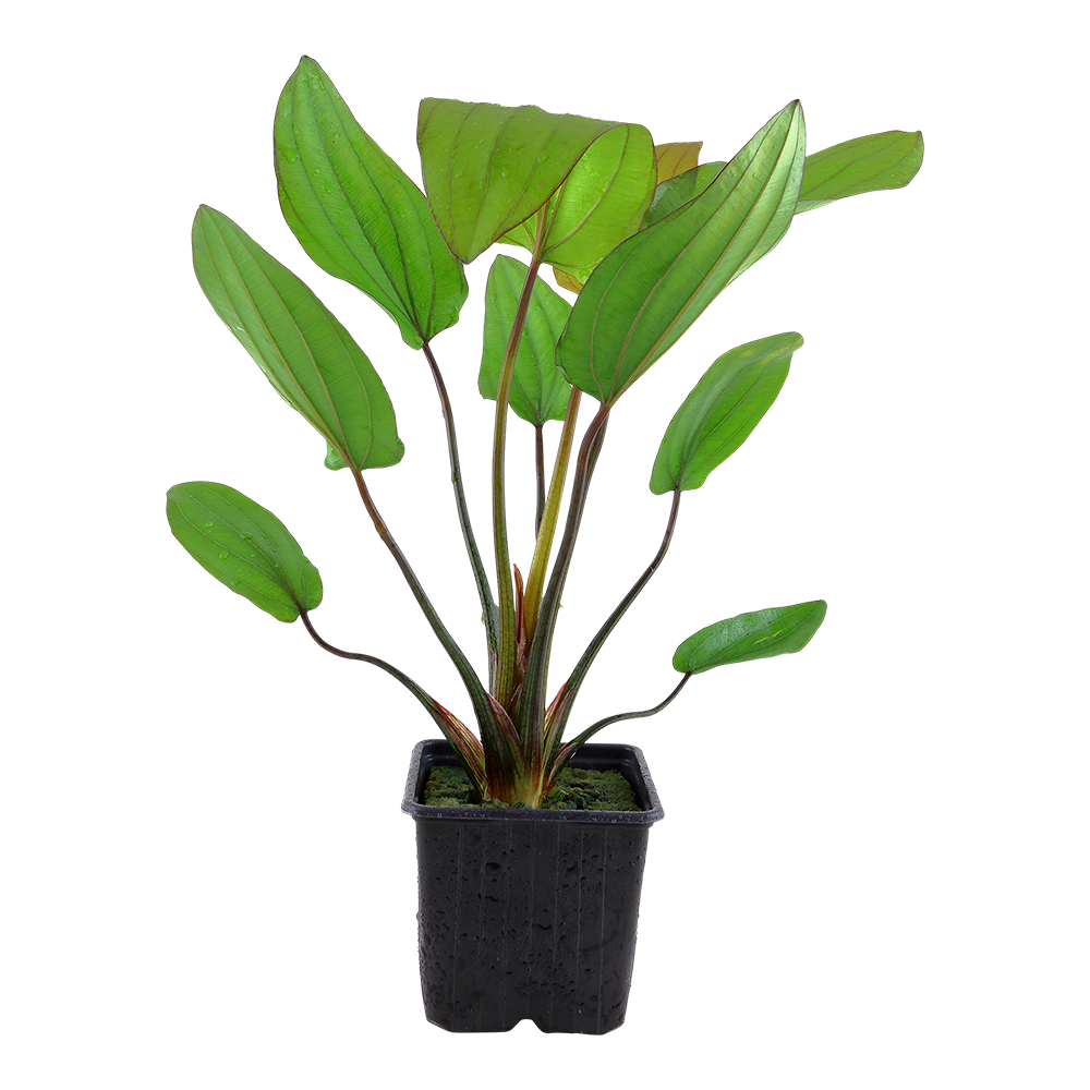 XL Echinodorus barthii Tropica