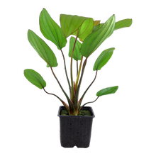 XL Echinodorus barthii Tropica