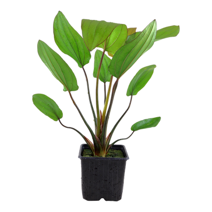 XL Echinodorus barthii Tropica