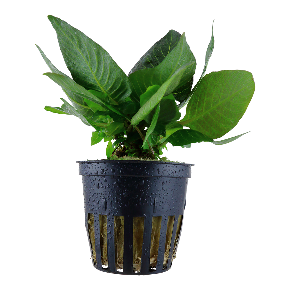 Hygrophila compact Tropica