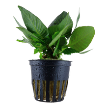 Hygrophila compact Tropica