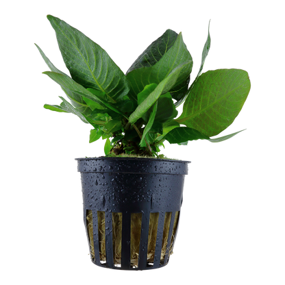 Hygrophila compact Tropica