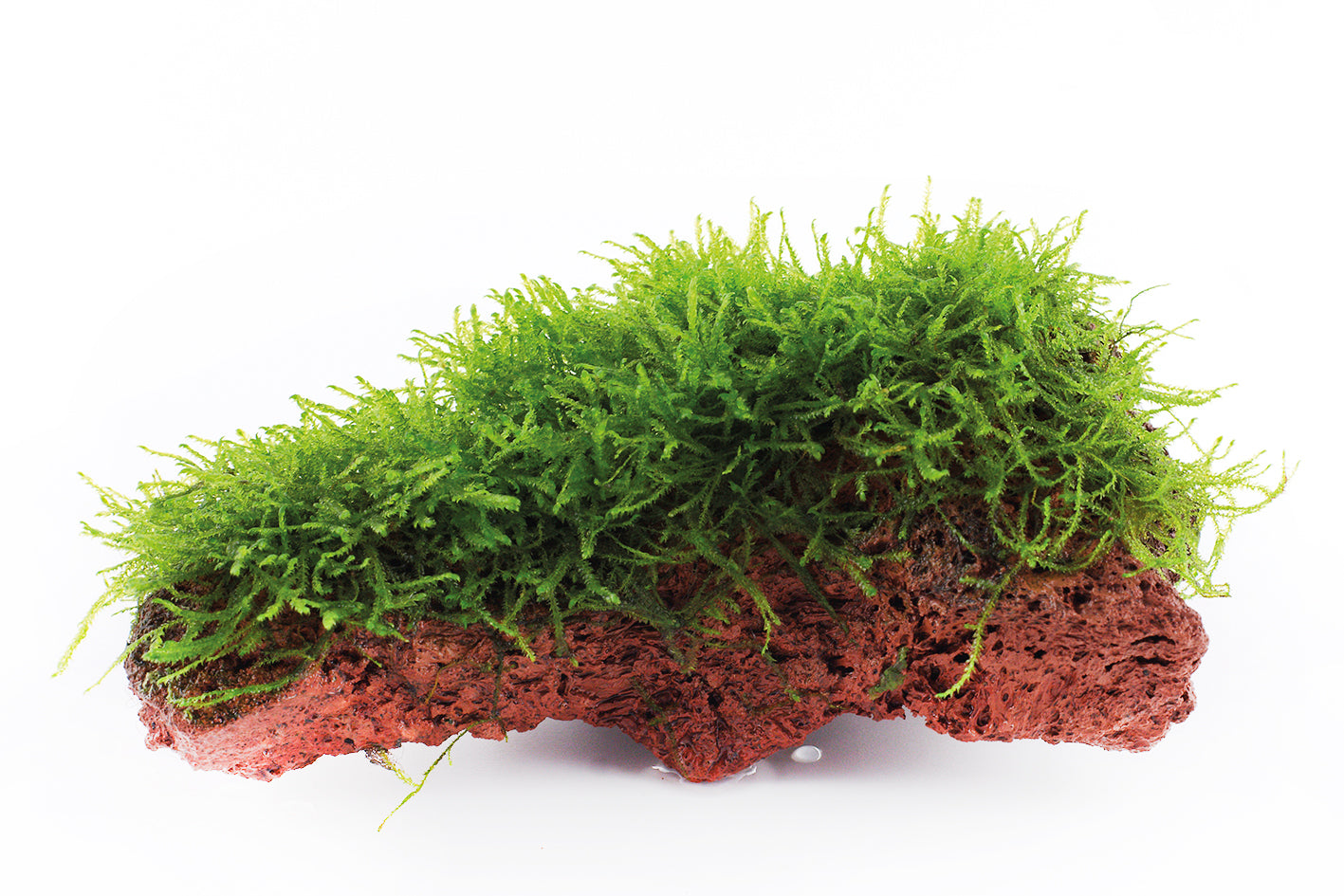 Taxiphyllum barbieri Java Moss on Lava Rock Tropica