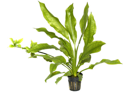 Echinodorus Bleheri Tropica