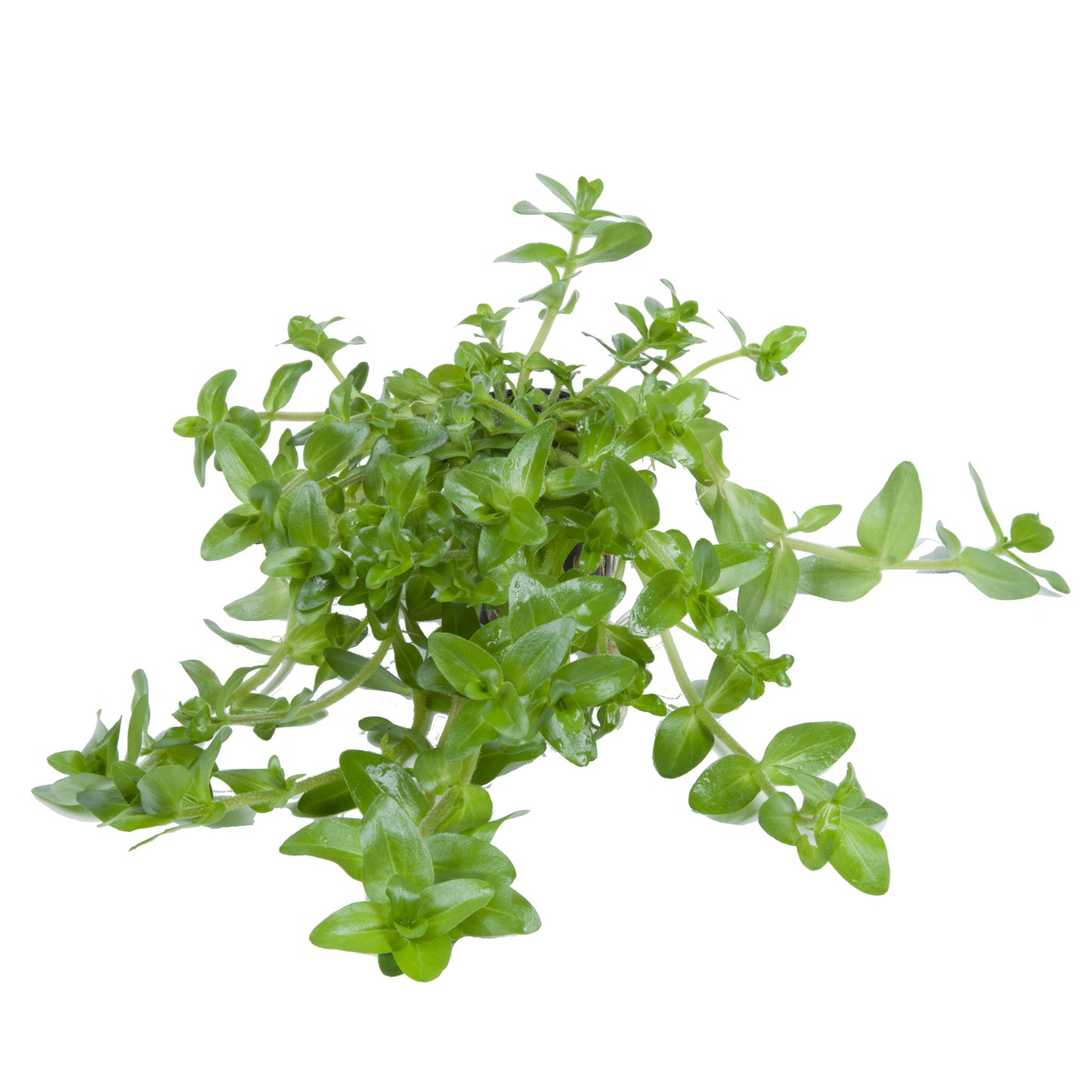 Bacopa caroliniana Tropica