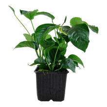 XL Anubias barteri caladifolia Tropica