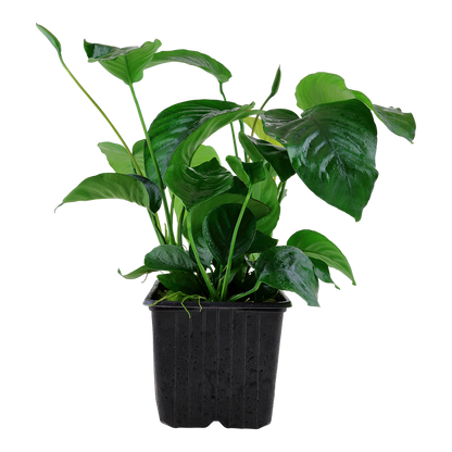 XL Anubias barteri caladifolia Tropica