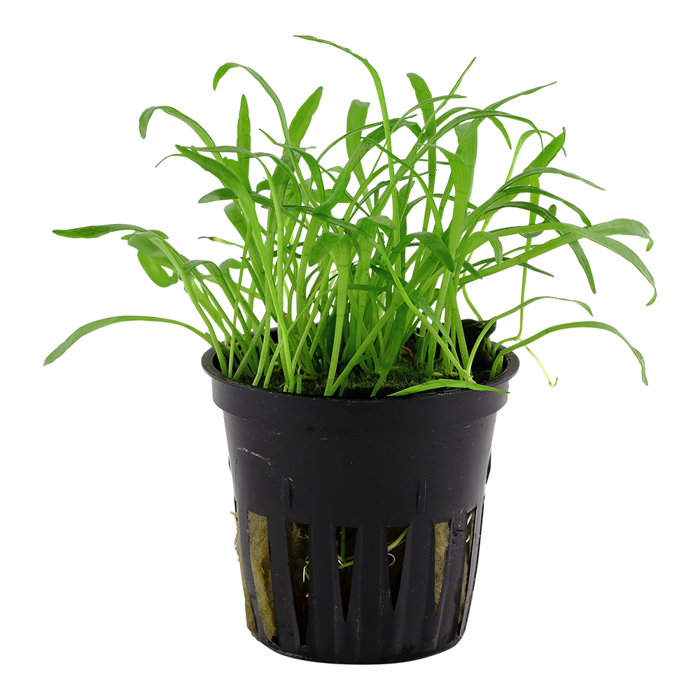 Lilaeopsis brasiliensis Tropica