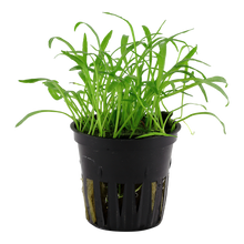 Lilaeopsis brasiliensis Tropica