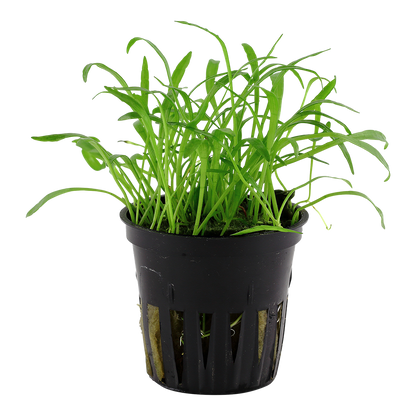 Lilaeopsis brasiliensis Tropica