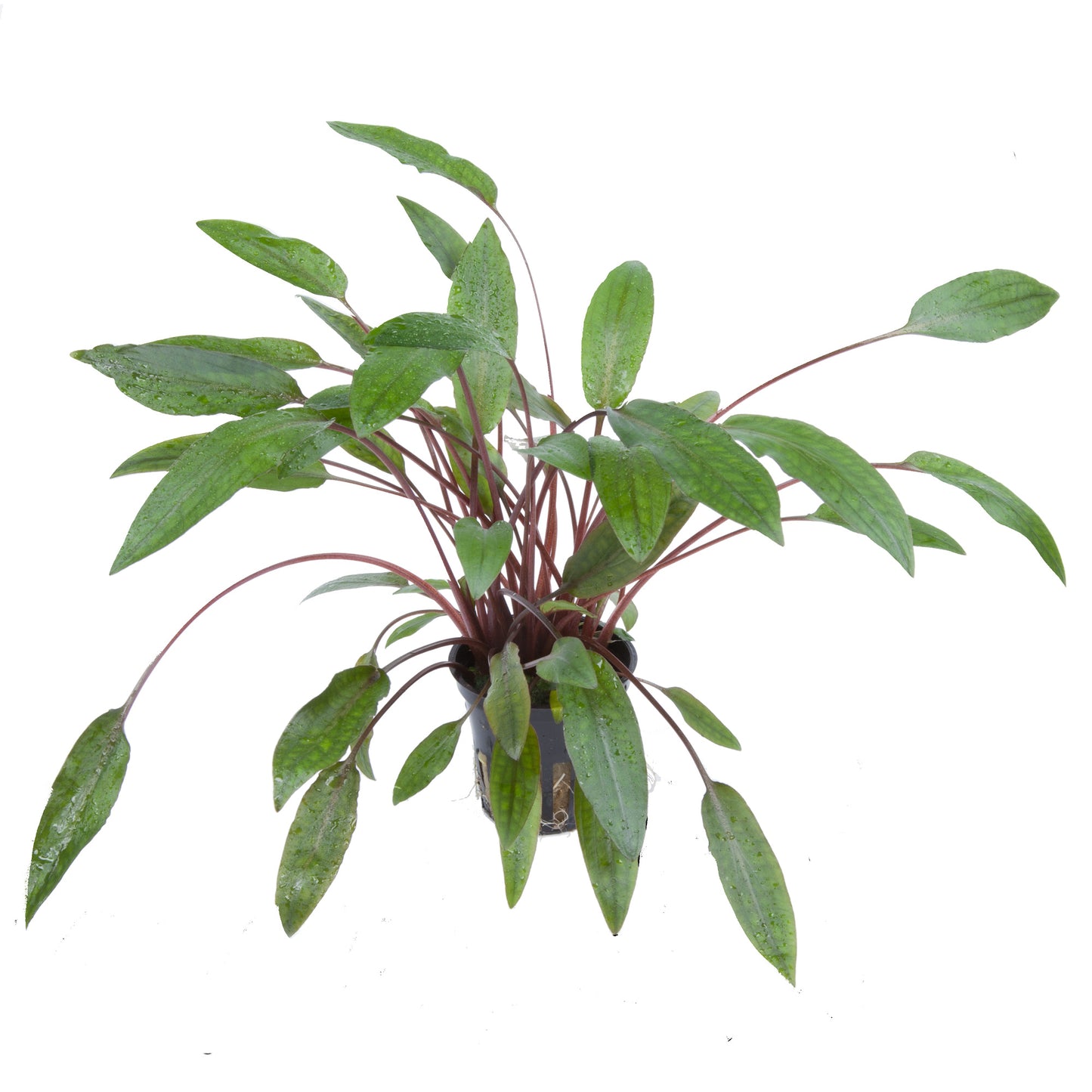 Cryptocoryne beckettii 'Petchii' Tropica