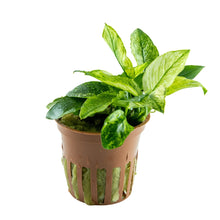Anubias nana Pinto Tropica