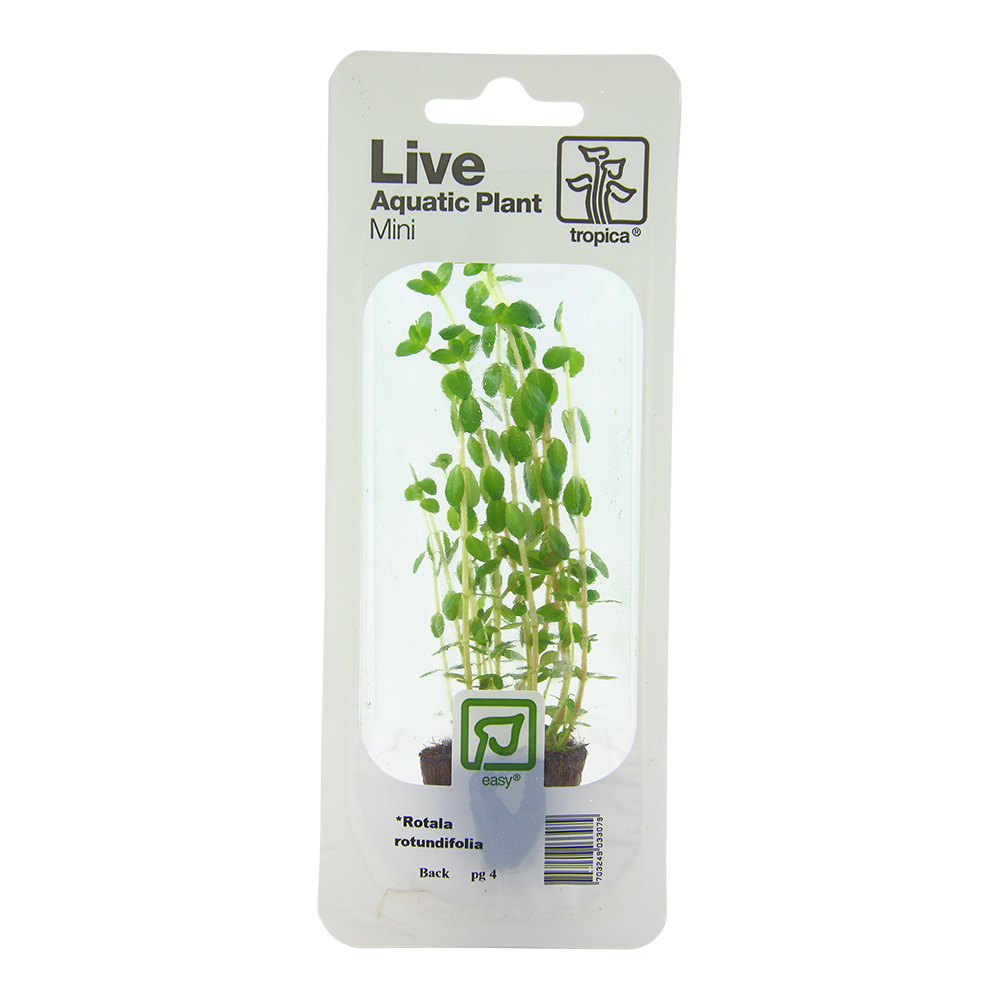 Tropica Rotala rotundifolia Mini Pot