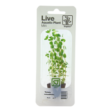Tropica Rotala rotundifolia Mini Pot