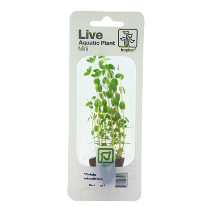 Tropica Rotala rotundifolia Mini Pot