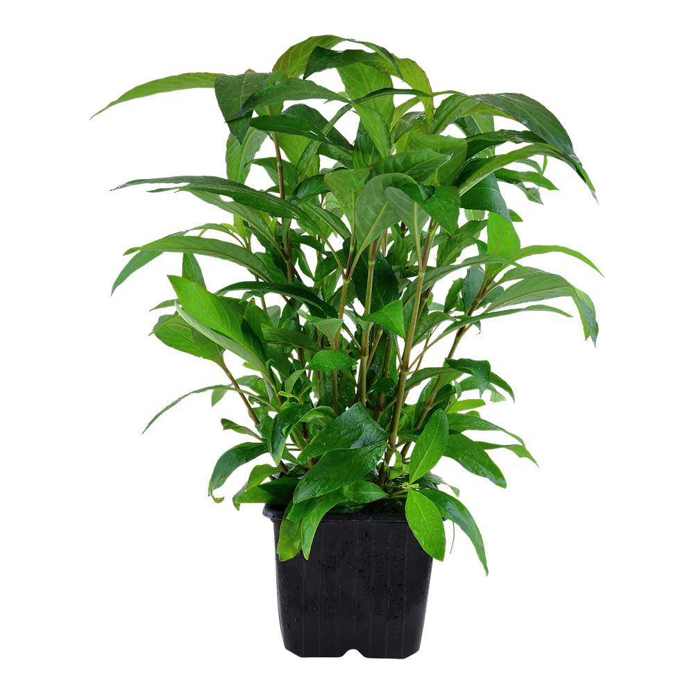 XL Hygrophila corymbosa Stricta Tropica