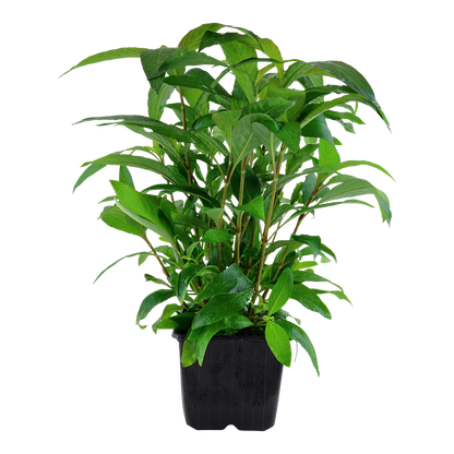 XL Hygrophila corymbosa Stricta Tropica