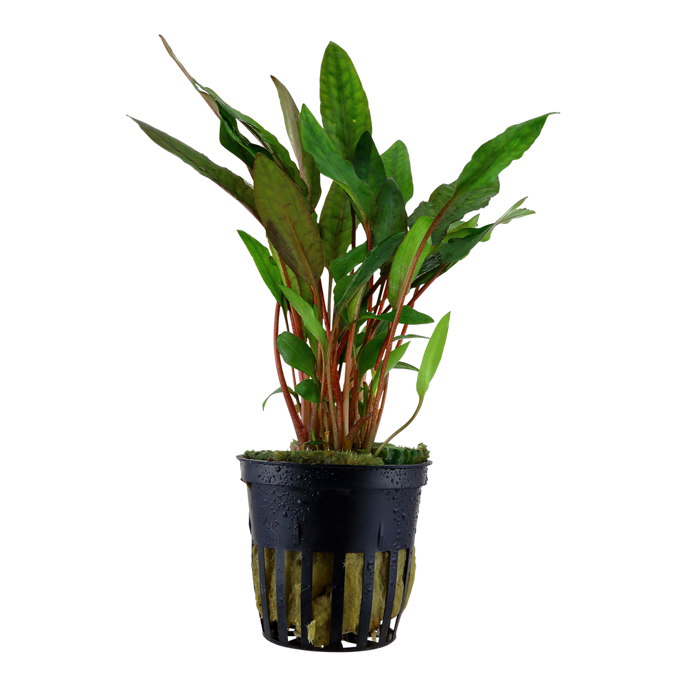 Cryptocoryne beckettii 'Petchii' Tropica