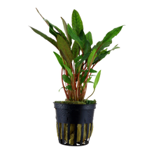 Cryptocoryne beckettii 'Petchii' Tropica