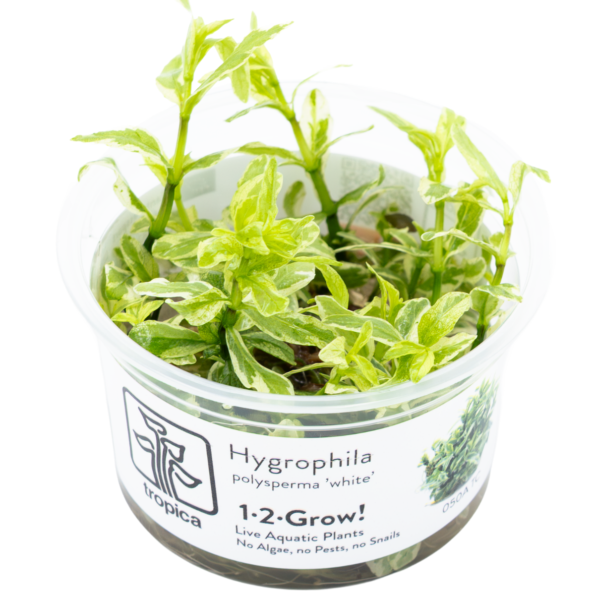 Tropica Hygrophila polysperma ‘White’ 1-2-GROW