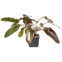 XL Echinodorus Ozelot Tropica