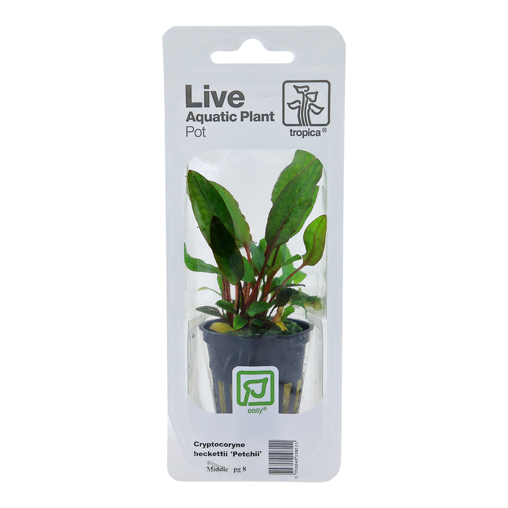 Cryptocoryne beckettii 'Petchii' Tropica (Single Package)