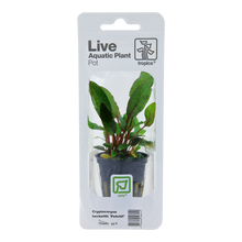 Cryptocoryne beckettii 'Petchii' Tropica (Single Package)
