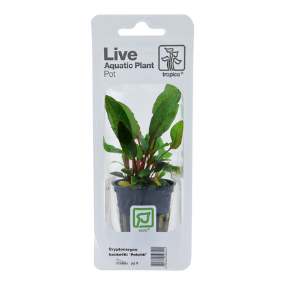 Cryptocoryne beckettii 'Petchii' Tropica (Single Package)