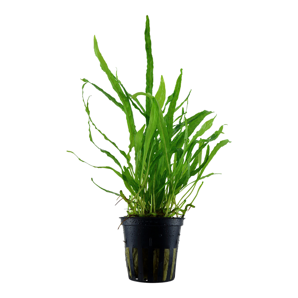 Microsorum pteropus Minor AQUADIP