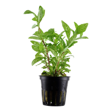 Hygrophila polysperma Rosanervig Tropica