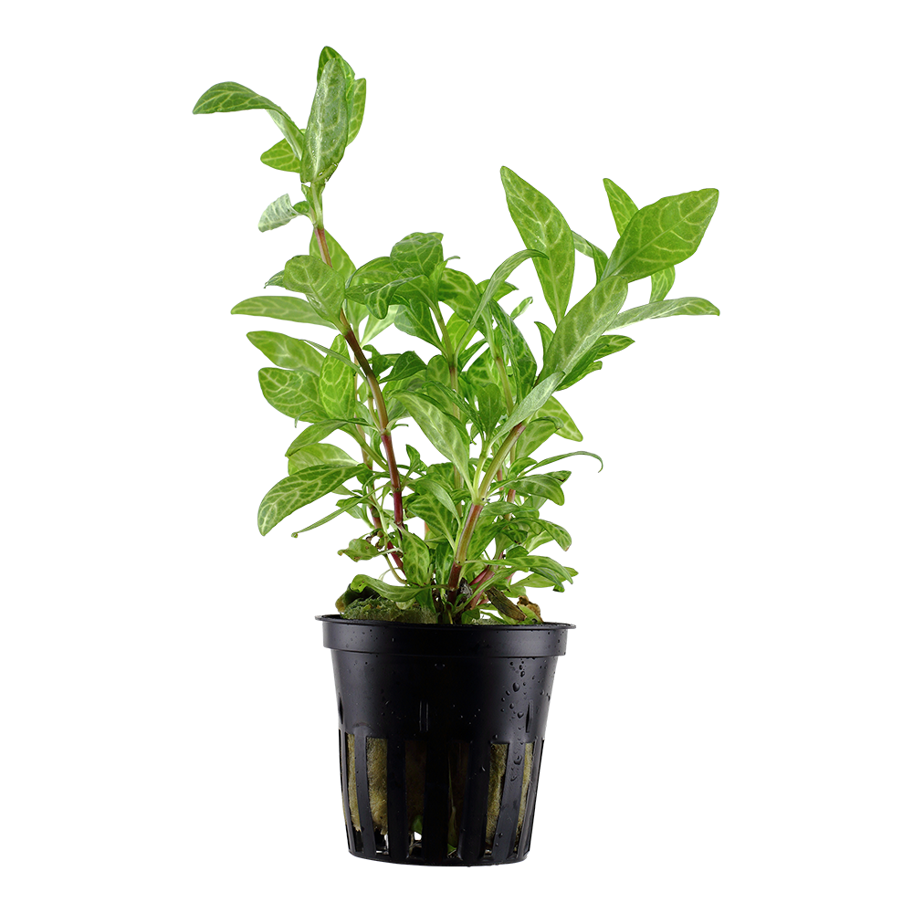 Hygrophila polysperma Rosanervig Tropica