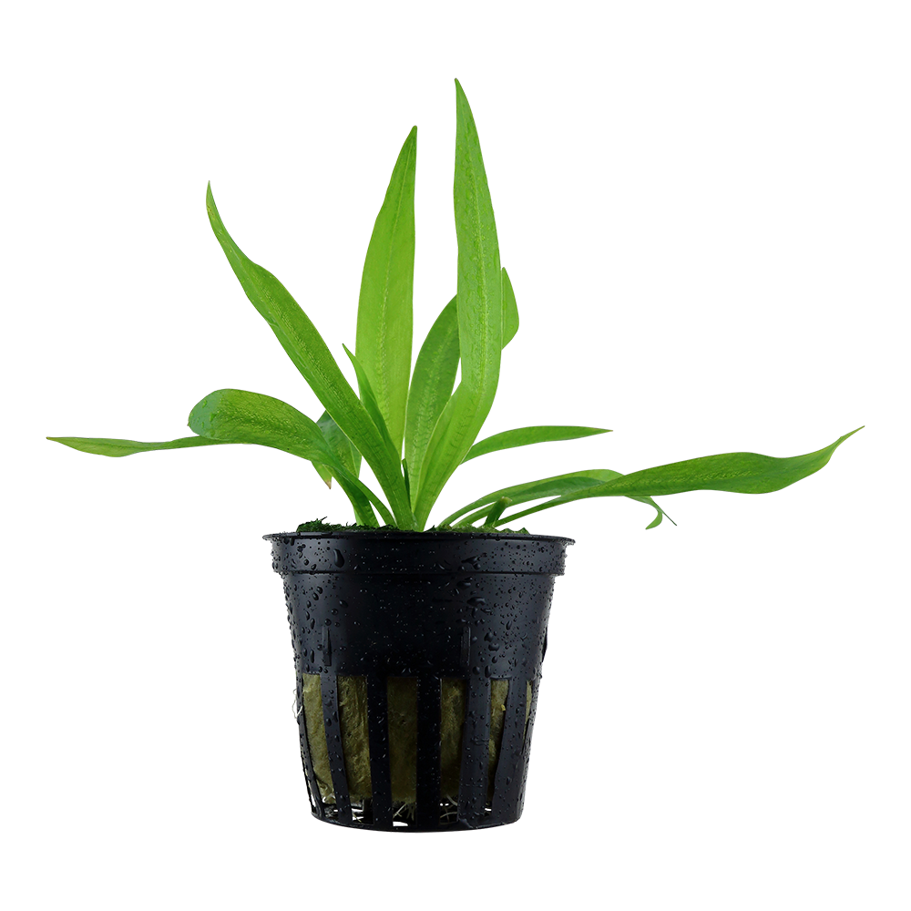 Helanthium 'Quadricostatus' Tropica