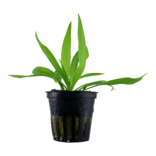 Helanthium 'Quadricostatus' Tropica