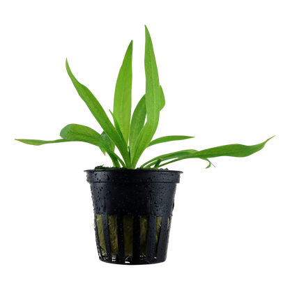 Helanthium 'Quadricostatus' Tropica