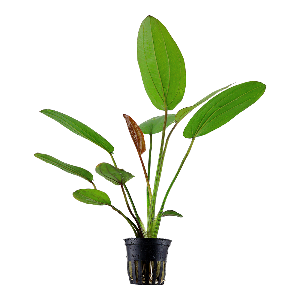 Echinodorus Barthii Tropica