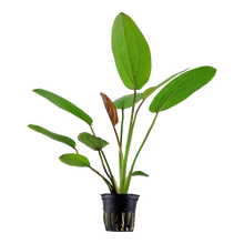 Echinodorus Barthii Tropica