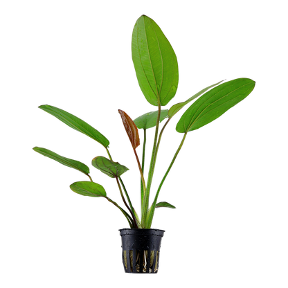 Echinodorus Barthii Tropica
