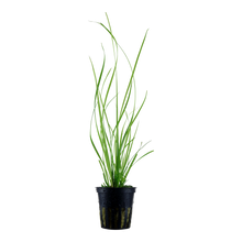 Cyperus helferi Tropica