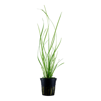Cyperus helferi Tropica