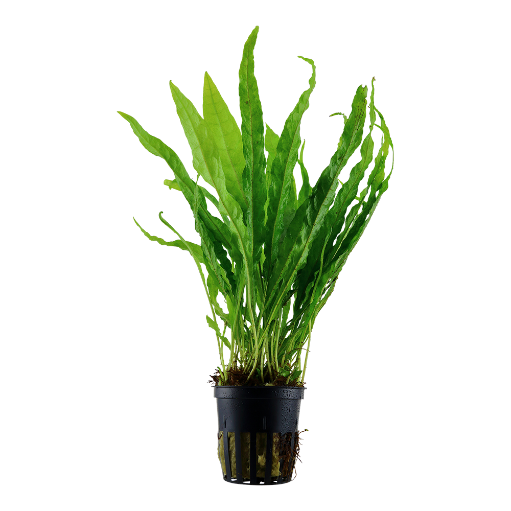 Microsorum pteropus Tropica Java Fern