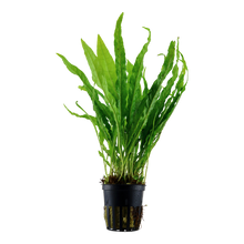 Microsorum pteropus Tropica Java Fern