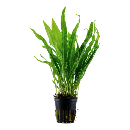 Microsorum pteropus Tropica Java Fern