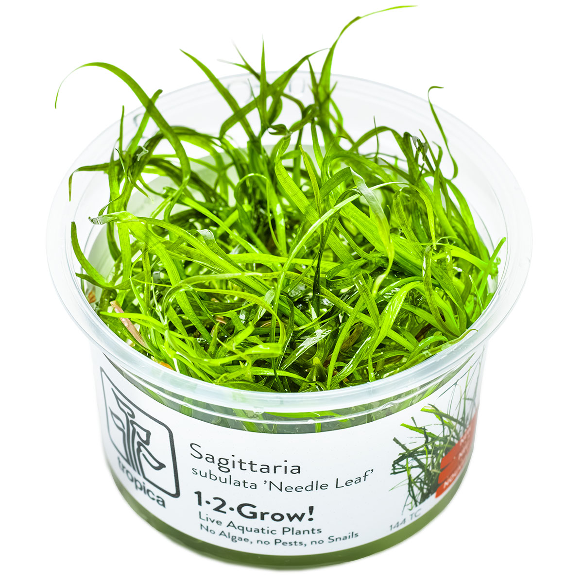 Tropica Sagittaria subulata Needle Laaf 1-2-GROW Aquarium Plant – Pro ...