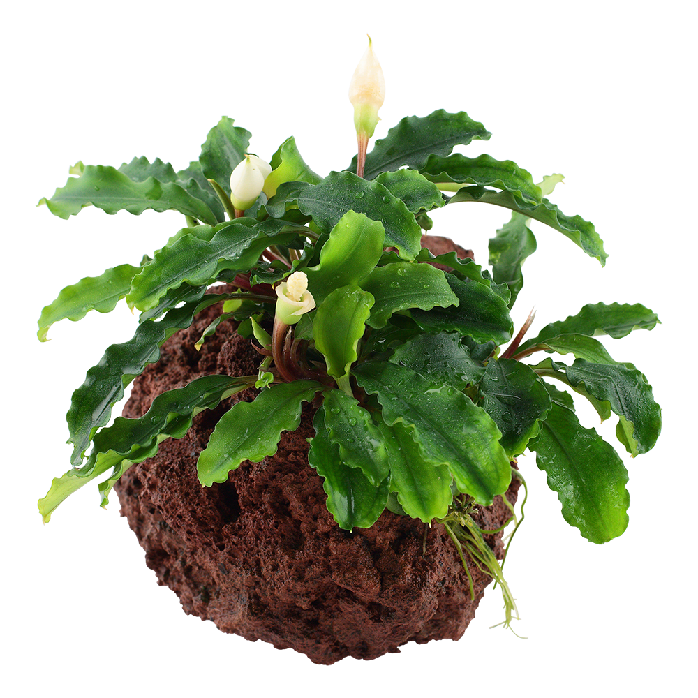 Bucephalandra Wavy Green on Lava Rock Tropica