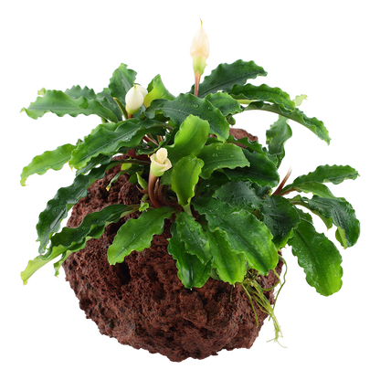 Bucephalandra Wavy Green on Lava Rock Tropica