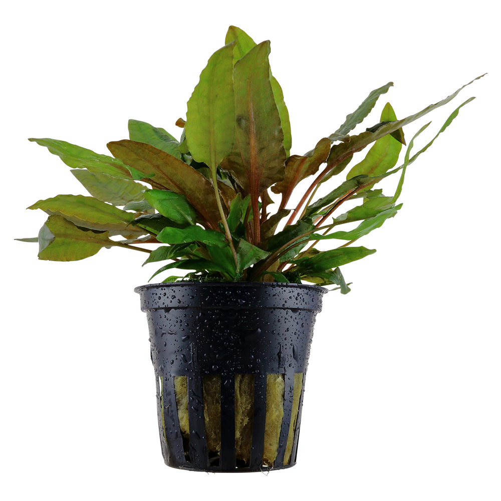Cryptocoryne wendtii 'Tropica' by Tropica