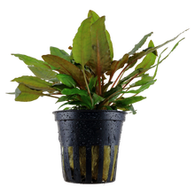 Cryptocoryne wendtii 'Tropica' by Tropica