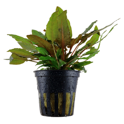 Cryptocoryne wendtii 'Tropica' by Tropica