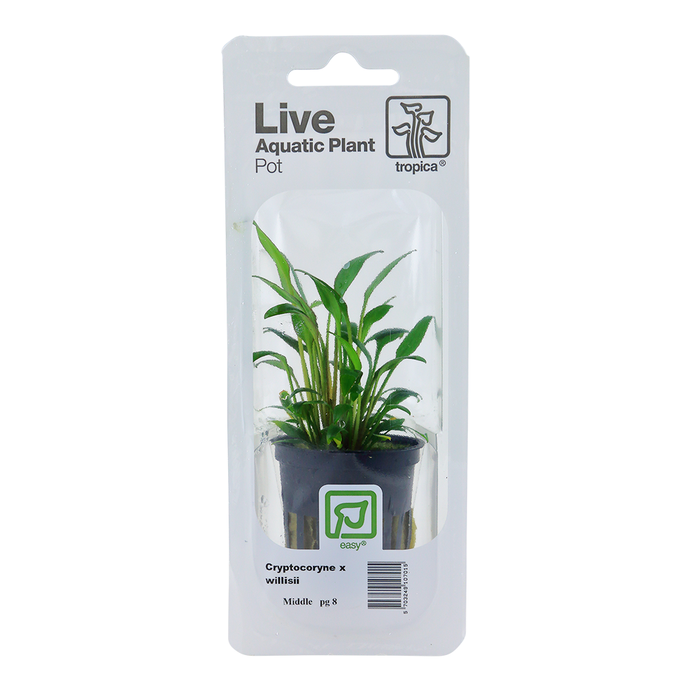 Cryptocoryne x willisii Tropica (Single Package)