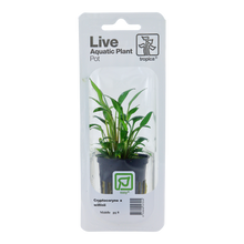 Cryptocoryne x willisii Tropica (Single Package)